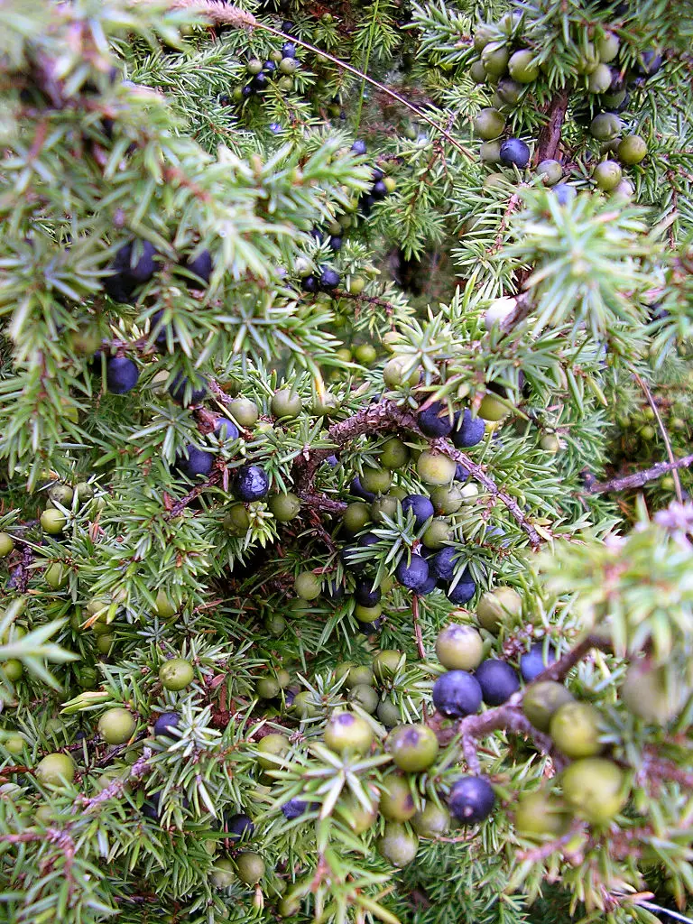 768px-Juniperus_communis berries ripe and unripe